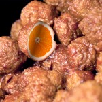 Adding Citrus Fiber to Meatballs Improves Nutritional Quality, Does Not Affect Taste, MU Researcher Finds