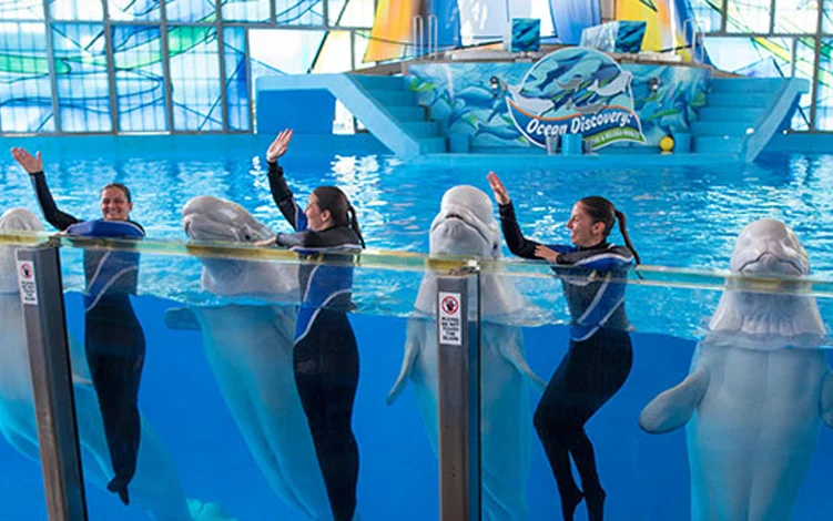Seaworld Chain The 2025 Concession and Hospitality Expo : National Association of ...